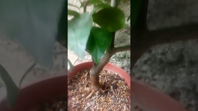 Цитрусовые ХВАСТАЛКИ 🍊🍊🍊❤️ смотреть онлайн