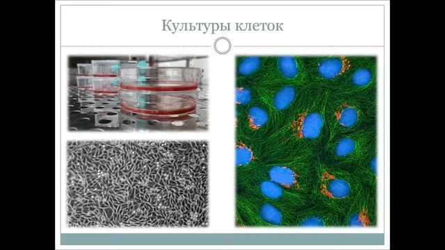Лекция - "Методы молекулярной биологии" смотреть онлайн