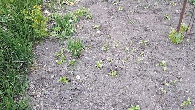 Хочу ранний урожай. Как я посеяла себе сорняки смотреть онлайн