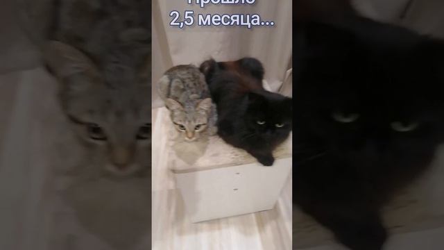 Шуба и Фрося? 2,5 месяца спустя... Прикольные!