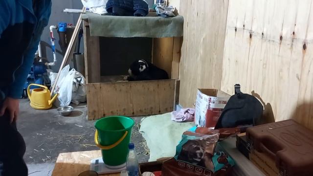 Бугай Алабай. Щенкам 1день. Давайте знакомиться. смотреть онлайн