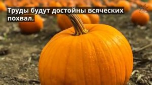 К чему снится тыква?