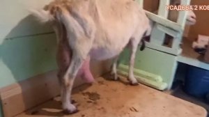 Лечим КЕТОЗ у козы