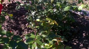 Роза флорибунда сорта  Ред Леонардо да Винчи(Red Leonardo da Vinci ).Видео обзор сорта