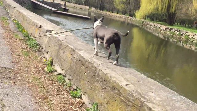 Amstaff. Амстафф на прогулке.