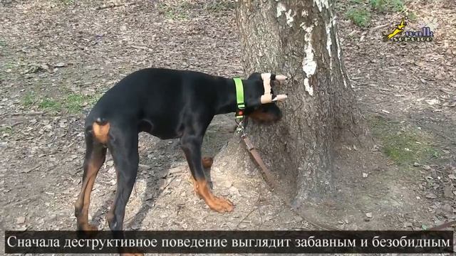 Как возникают вредные для человека привычки у собак, коррекция поведения собак смотреть онлайн