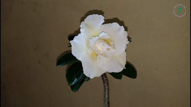Hoa sứ - hoa Hồng sa mạc - Adenium смотреть онлайн