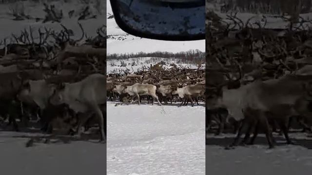 Кубуку стадо оленей смотреть онлайн