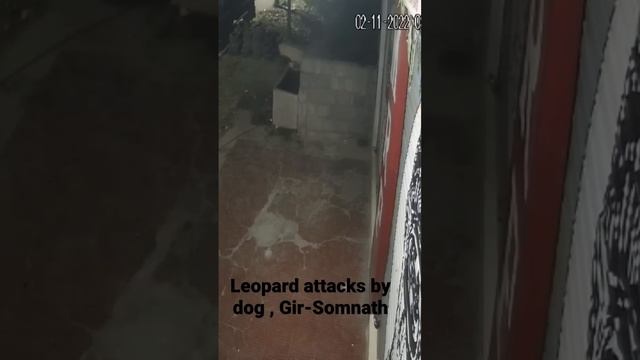 अपनी गली में कुत्ता भी शेर। Dog attacks Leopard , Gir-Somnath смотреть онлайн