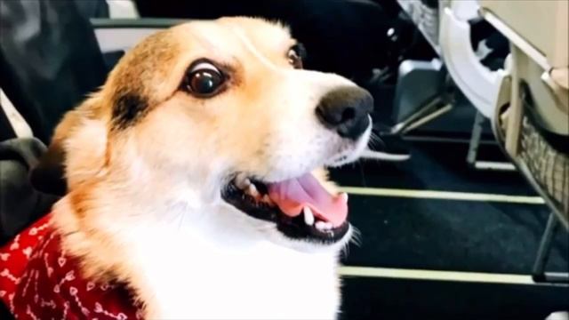 В аэропорту собака вырвалась из рук хозяйки и бросилась к незнакомцу, только посмотрите зачем смотреть онлайн