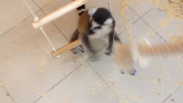 Контактный зоопарк "Погладь Енота" *о* Лемур!! ми-ми-ми смотреть онлайн