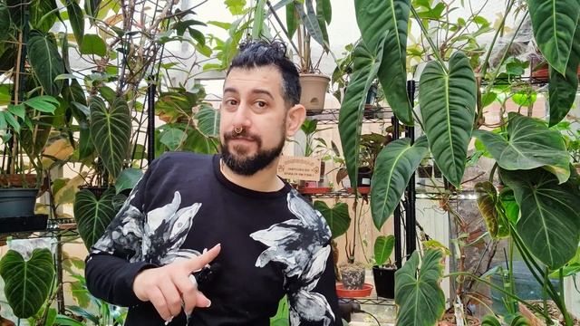 4 Year Review | Epipremnum Pinnatum | E. Pinnatum Variegated | Cebu Blue | Getting Splits On Leaves