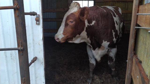 Бычкам 1 год и 4 месяца. Раскол для быков смотреть онлайн