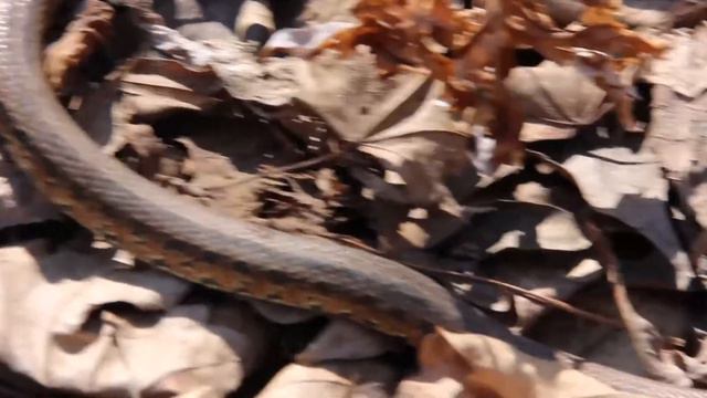 [Herping in Primorye 2021] Part 1. Red-backed Rat Snakes смотреть онлайн