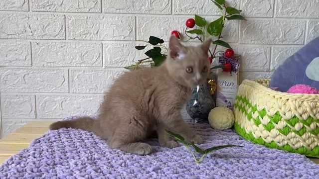 Very active kitten Honey смотреть онлайн
