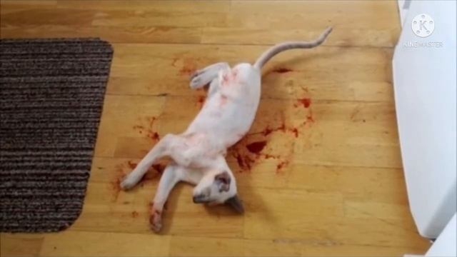 Сфинкс затих на кухне, и когда хозяин зашёл туда, то обомлел. Но коту было очень хорошо, невероятно