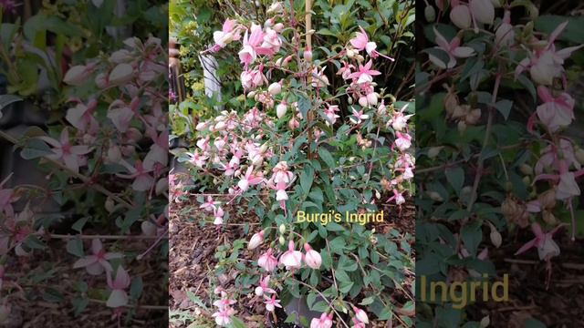 Обзор фуксий с названием, фуксия, Verschiedene Fuchsiensorten, Fuchsie