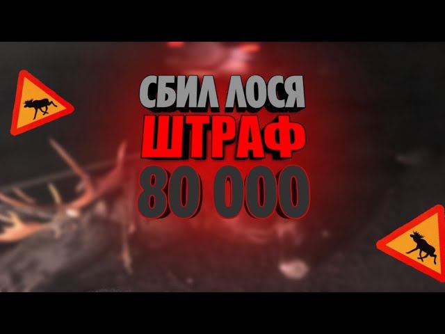 СБИЛ ЛОСЯ!? | ШТРАФ 80 000р. | САМЫЙ ТЯЖЁЛЫЙ РЕЙС. смотреть онлайн