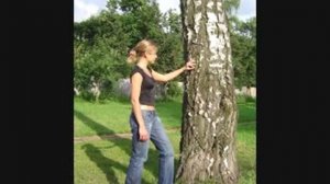 Берёзовые серёжки