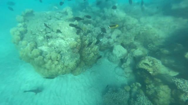 Calimera Blend Paradise Hurghada Reef Tour 2023/07/02 смотреть онлайн