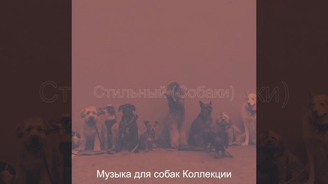 Видения (Выгул собак) смотреть онлайн