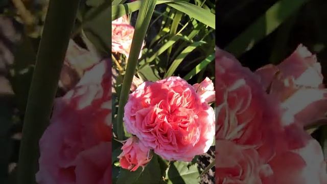 Цветение розочки Эмильен Гийо. смотреть онлайн