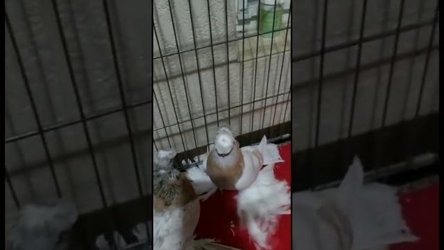 ДОМА В ГОЛУБЯТНЕ 24 часа. Узбекские двухчубые голуби. Tauben. Pigeons смотреть онлайн