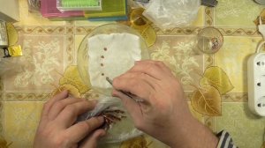 Впервые,  выращивание тюльпанов из семян. Замачивание, проращивание