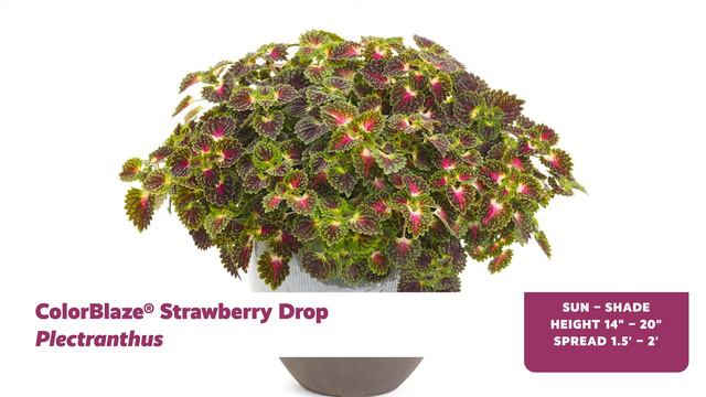 Easy Care Plants For Beginners