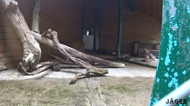 Красная поляна.Вольерный комплекс Сочи.ПВД.Бзерпинский карниз-лагерь Холодный.Часть 1. смотреть онлайн