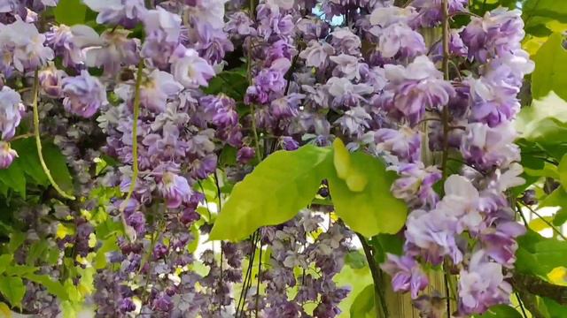 Визитная карточка парка это шалфей и скоро он зацветет. смотреть онлайн