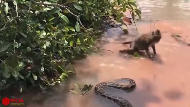 Python With Monkey - python snake attacking ape - unexpected end смотреть онлайн