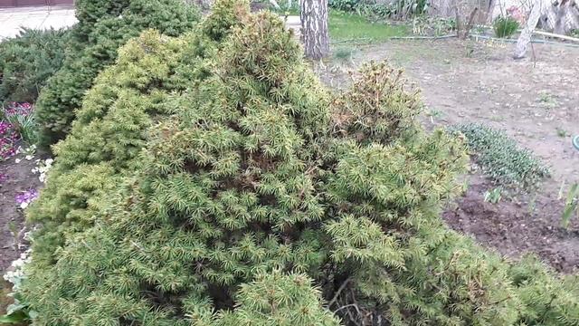 Ель Коника (канадская). смотреть онлайн