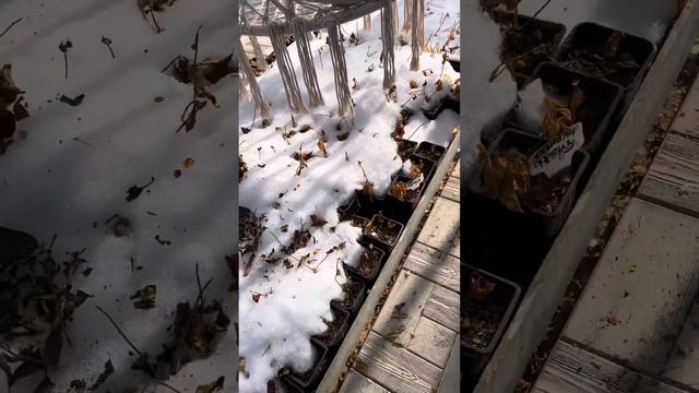 14.02.24 🪴 ГОРТЕНЗИЯ ДЛЯ ВАС смотреть онлайн