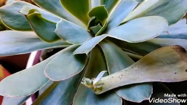 #Echeveria #Morning #Light смотреть онлайн