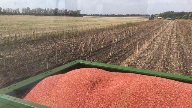 Посів пшениці розкидачем (МТЗ 892 + AMAZONE ZAM 1001) смотреть онлайн