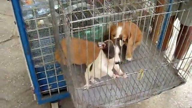 СОБАЧИЙ РЫНОК НА КУБЕ смотреть онлайн