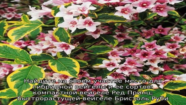 Кустарник вейгела – отличное украшение дачного сада