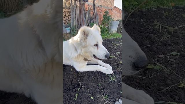 Осінній сад ? смотреть онлайн