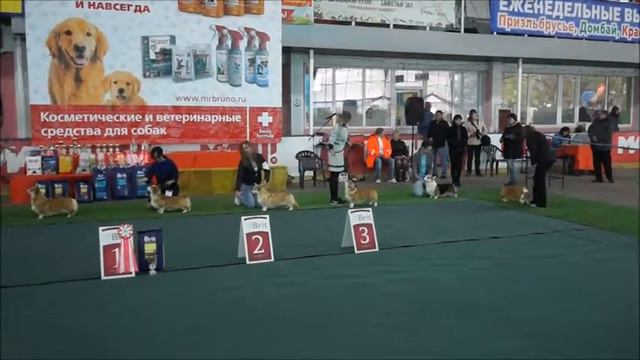 монка вельш корги пемброк 23042017 5 смотреть онлайн
