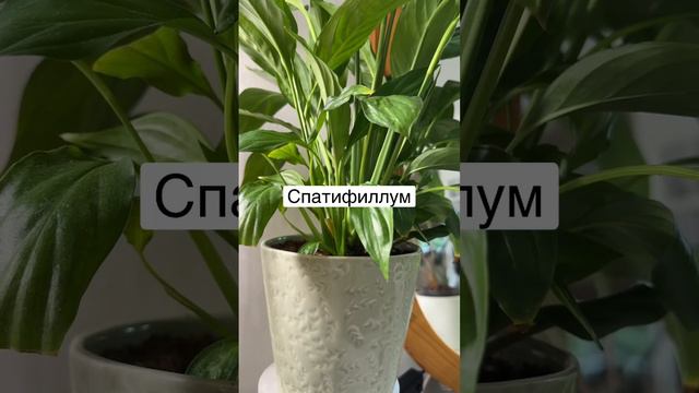 Комнатные растения в аквариуме смотреть онлайн