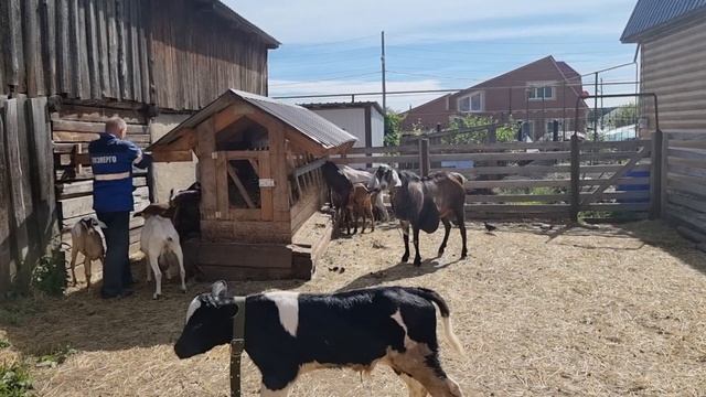 Телёнок гоняет козлят Корова скачет вместе с телёнком 21 08 2022 смотреть онлайн