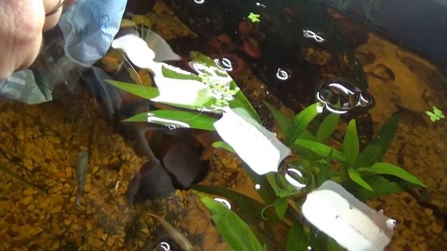 Аквариумные рыбки гуппи запускаем в аквариум смотреть онлайн