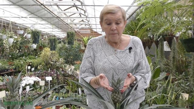 Ананас смотреть онлайн