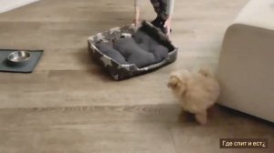 Мультипу. Моя собака. Всё для собаки. Еда, характеристика, первые покупки