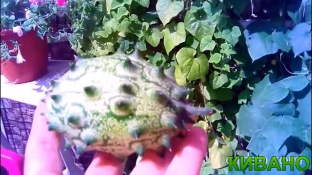 Созрел африканский огурец! Польза для здоровья смотреть онлайн