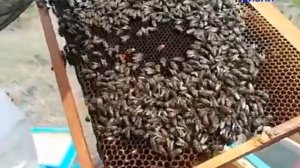 ПЕРЕСАДКА ПЧЕЛ ИЗ ПАКЕТА В УЛЕЙ