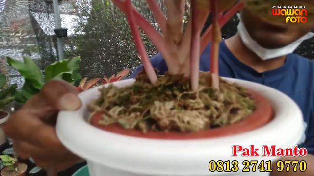 Jual Sampai Habiiis Aglaonema Cantik Harga Digoyang смотреть онлайн