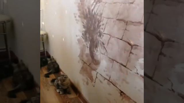 Котята играют смотреть онлайн