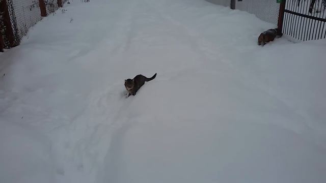 Такса и коты. Много котиков | Dachshund and Cats смотреть онлайн